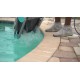 Dolphin Active Solo Certified Refurbished Dolphin Active Solo Certified Refurbished