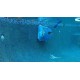 Dolphin M200 Certified Refurbished Dolphin M200 Certified Refurbished