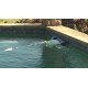 Dolphin T55i Certified Refurbished Dolphin T55i Certified Refurbished